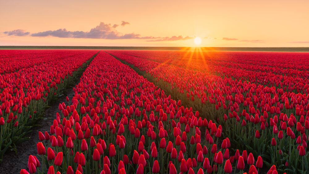Rode tulpenveld bij zonsopkomst in de provincie Groningen