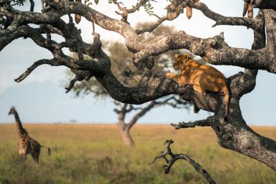 Leeuwin in boom met giraffe op de achtergrond – Serengeti, Tanzania
