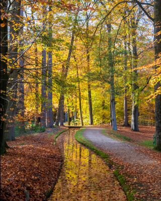 Herfstbos in Apeldoorn