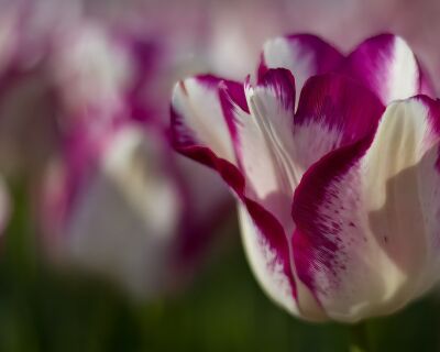 Tulp