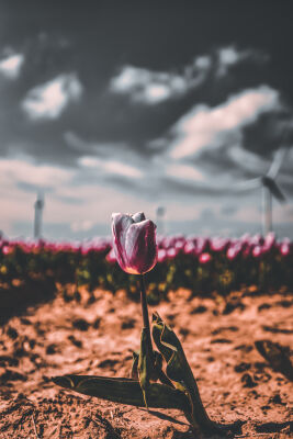 De eenzame Tulp