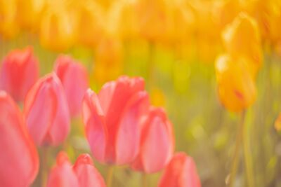 Schilderachtige Tulpen foto