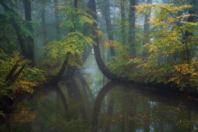 De Nederlandse bossen - Overijssel