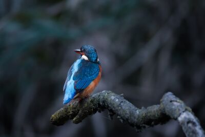 Ijsvogel