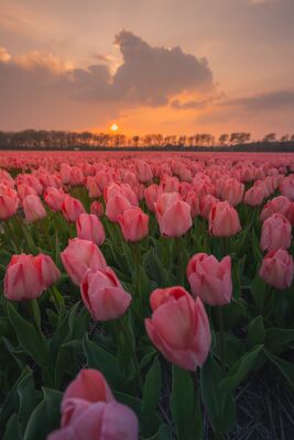 Pink Tulips by the sunset