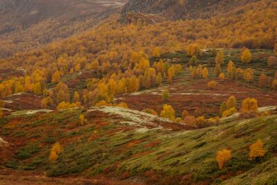 Landschap van herfstkleuren in de bergen