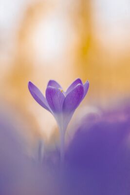 Krokus met aura 1