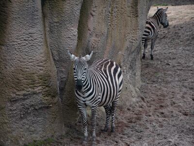 Zebra's tegen de rotswand.