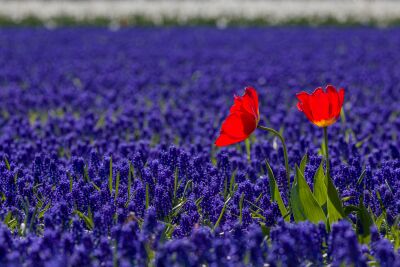 Rood, wit en blauw bloembollen veld met tulpen en druifjes