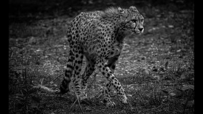 Cheetah tijdens een safari