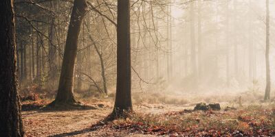 foggy woodland