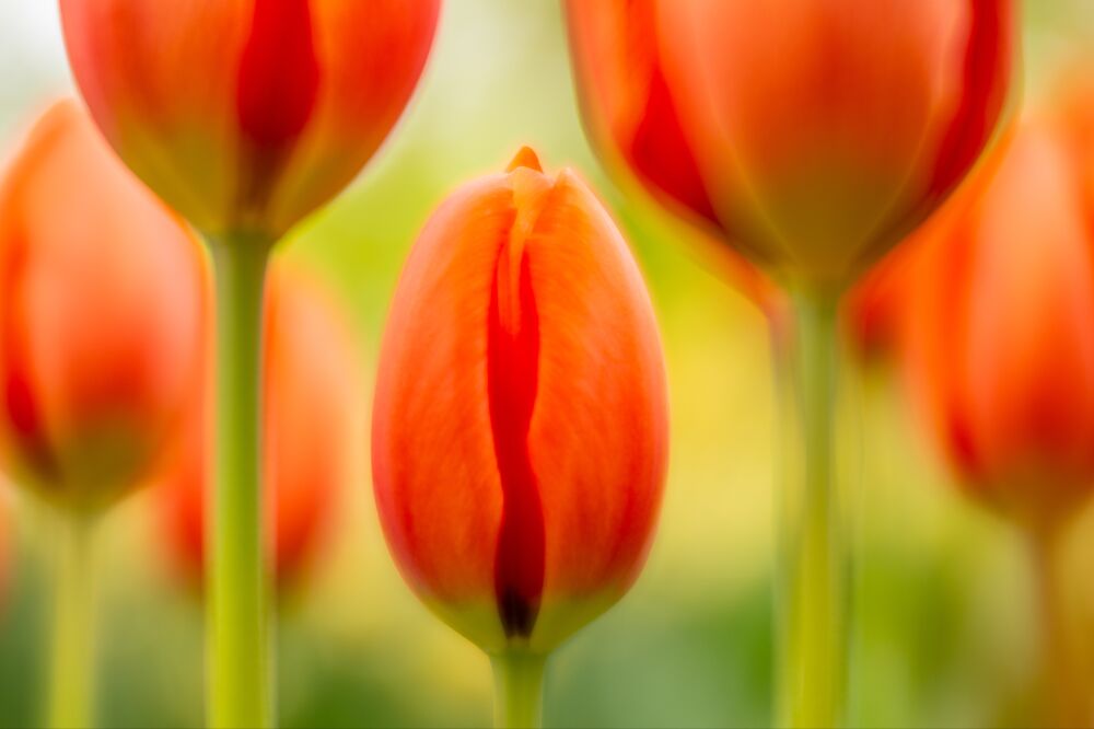 Rode tulpen kunst