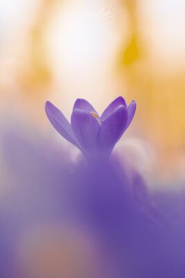 Krokus met aura 2