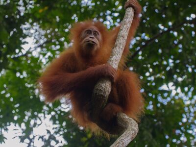 orangutan in een boom