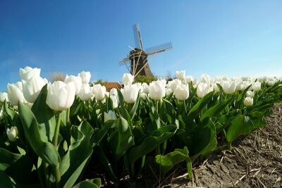 At the windmill