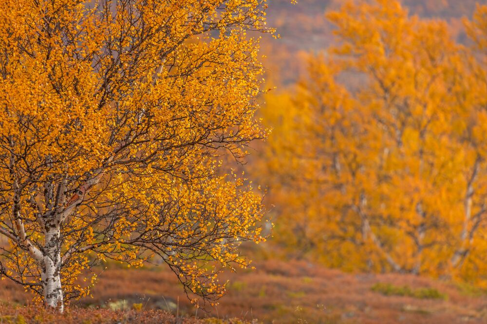 De geel gekleurde berkenbomen in de herfst
