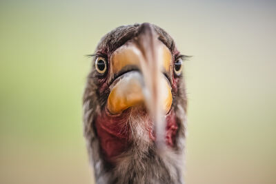 Close up Hornbill