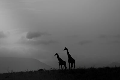 Silhouet van giraffen