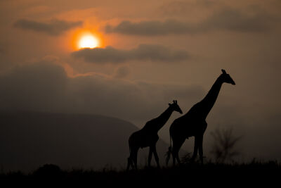 Giraffen silhouet