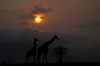 Giraffen met zonsopkomst