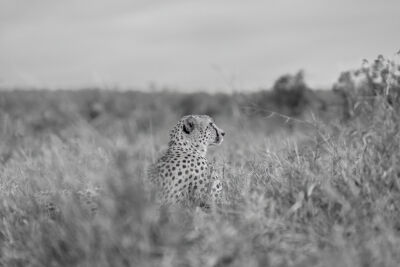 Cheetah in het veld