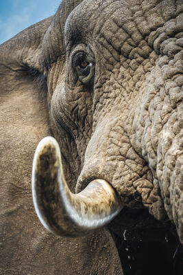 Close enough olifant