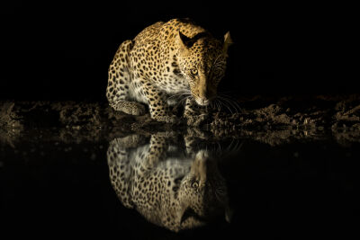 Luipaard weerspiegeling