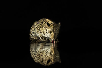 Drinkend luipaard in de nacht
