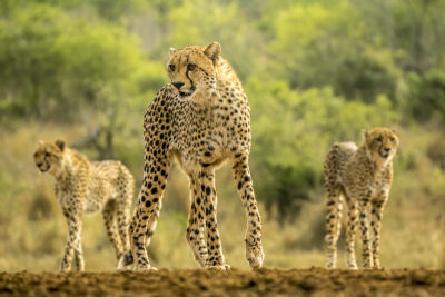 Cheetah in Afrika 1