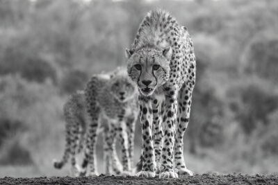 Cheetah in Afrika 2