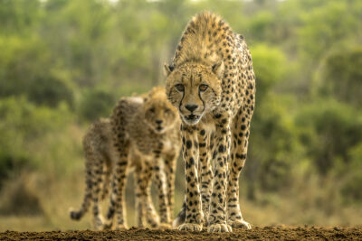 Cheetah in Afrika 3