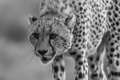 Cheetah in Afrika 4