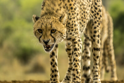 Cheetah in Afrika 5