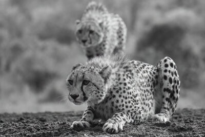 Cheetah in Afrika 6