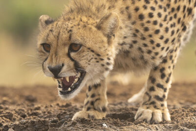 Cheetah in Afrika 7
