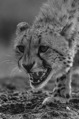 Cheetah in Afrika 8