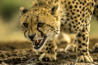 Cheetah in Afrika 9