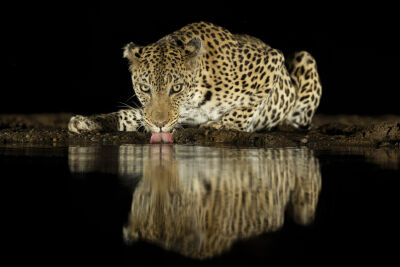 Leopard @ night 3
