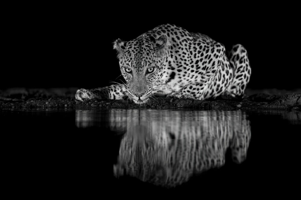 Leopard @ night 4