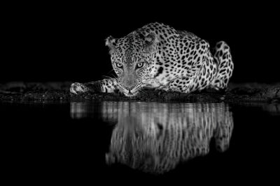Leopard @ night 4