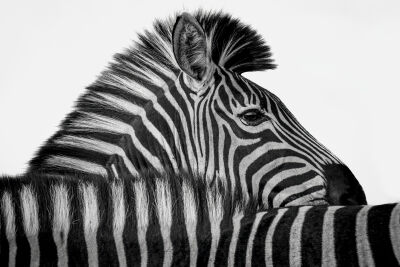 Stripes (by zebra)