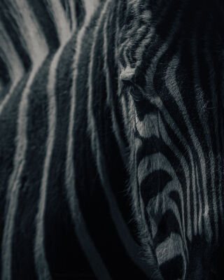 Zebra B/W 