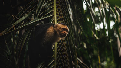Curious Capuchin