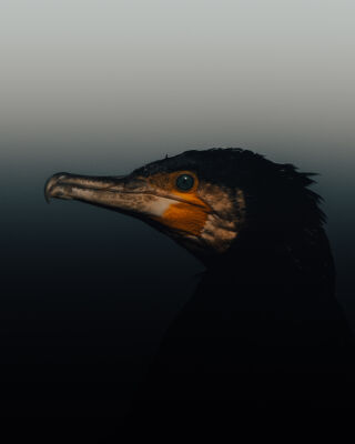 Cormorant - Aalscholver