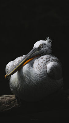 Relaxing Pelican
