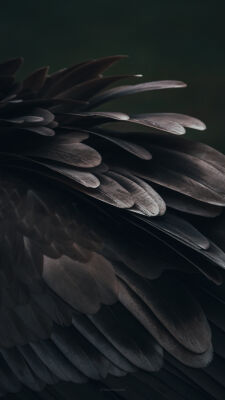 Feather Close Up -Moody Edit-