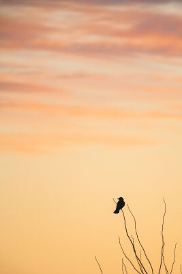 Bird watching the sunrise