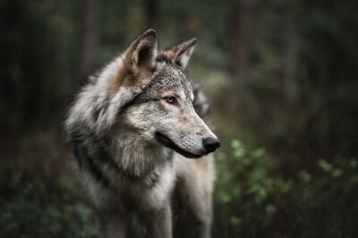 Wolfhonden portret