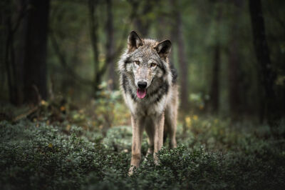Wolfhond in de Wildernis