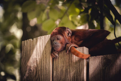 Een vermoeid aapje